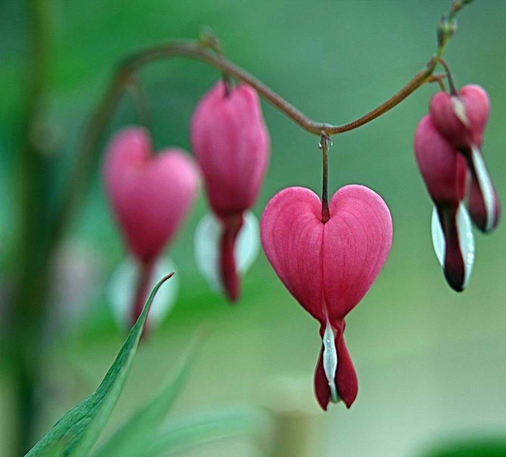 Pink bleeding heart flower. Free public domain CC0 photo.