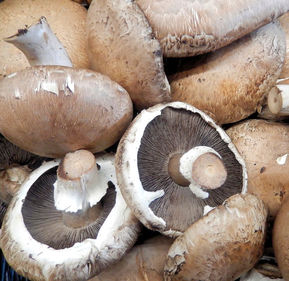 Portobello mushroom in the woods. Free public domain CC0 photo.