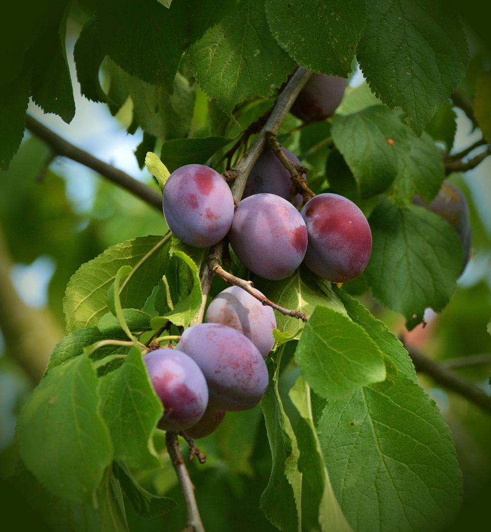 Plum fruit growing on tree. Free public domain CC0 image. 
