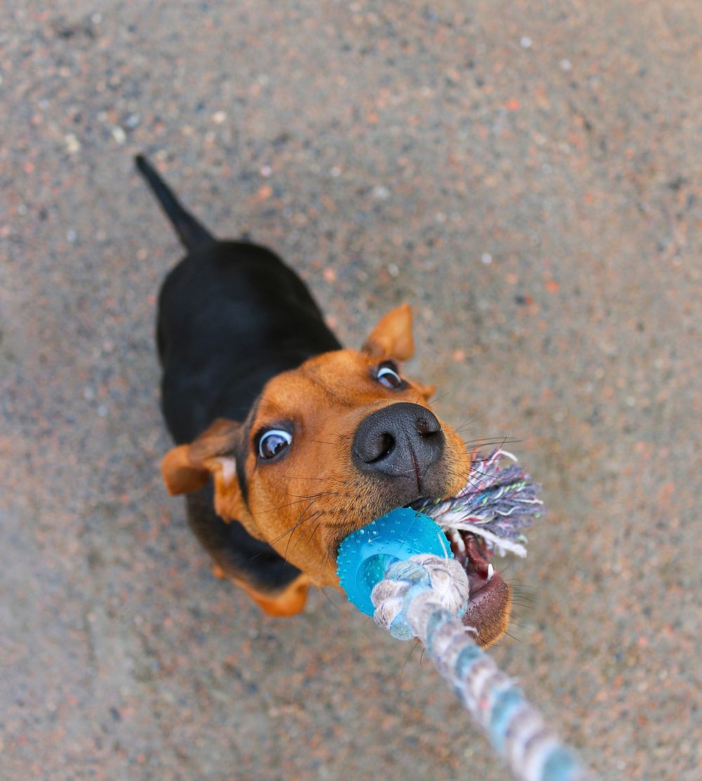 Dog playing with rope toy. Free public domain CC0 photo