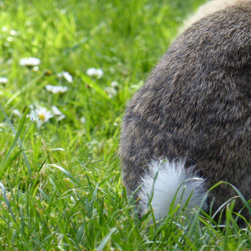 Rabbit back closeup. Free public domain CC0 photo.