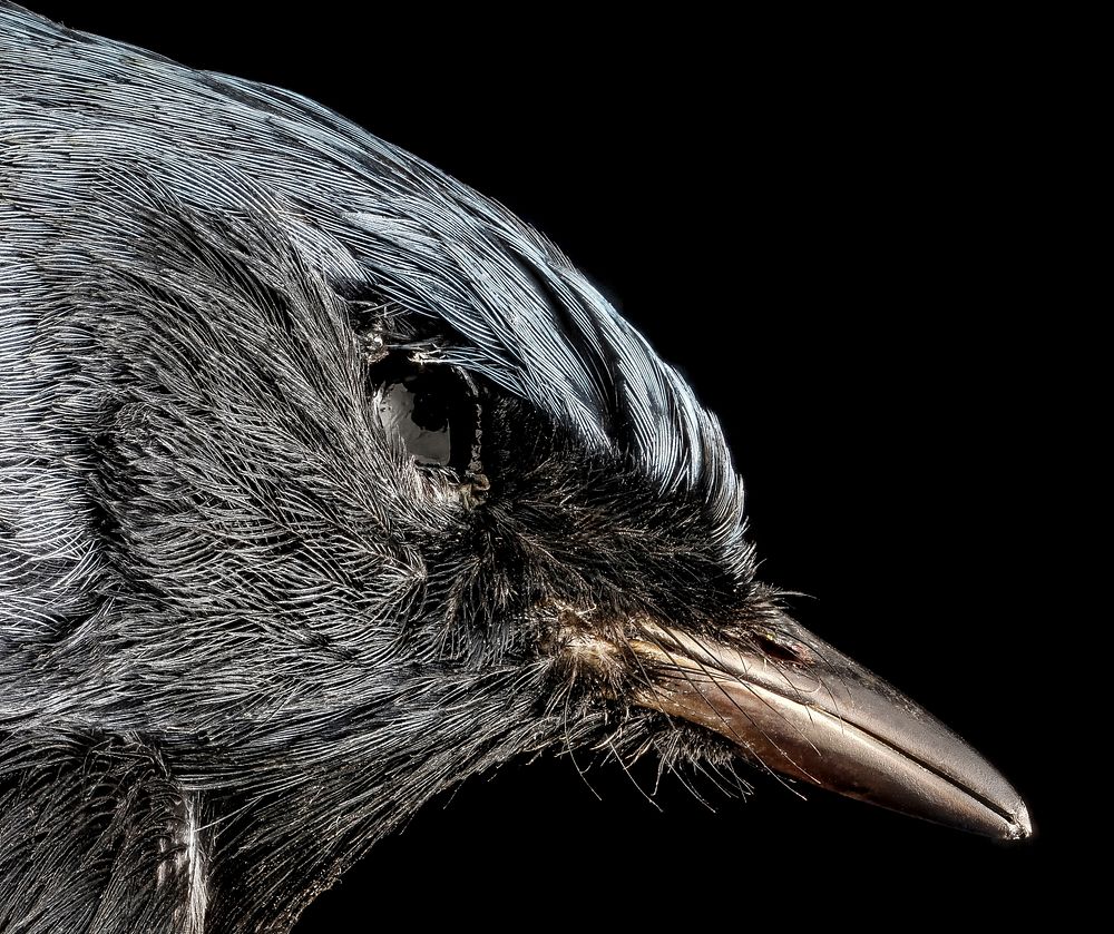 Bird up close, wildlife photography. Free public domain CC0 image.