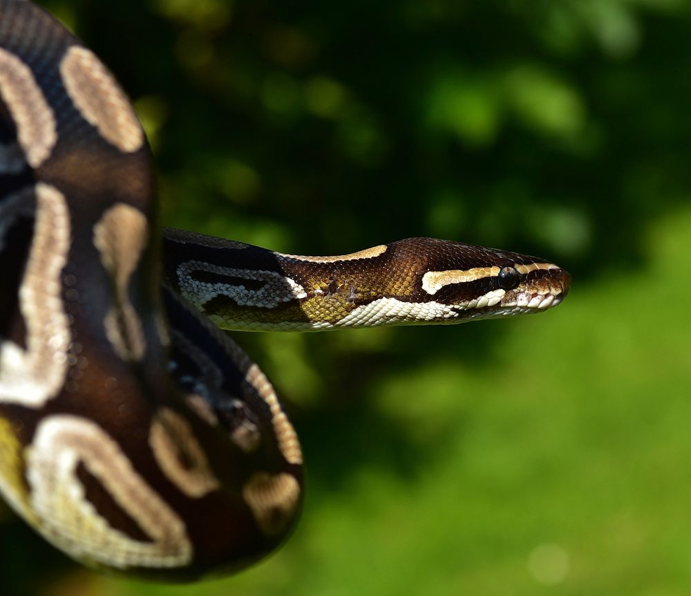 King python mojave snake. Free public domain CC0 image.