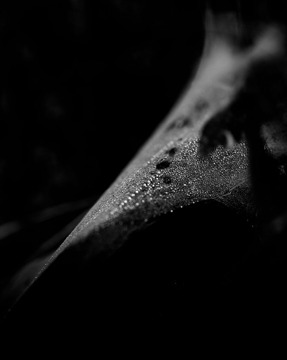Leaf background in black and white. Free public domain CC0 photo.