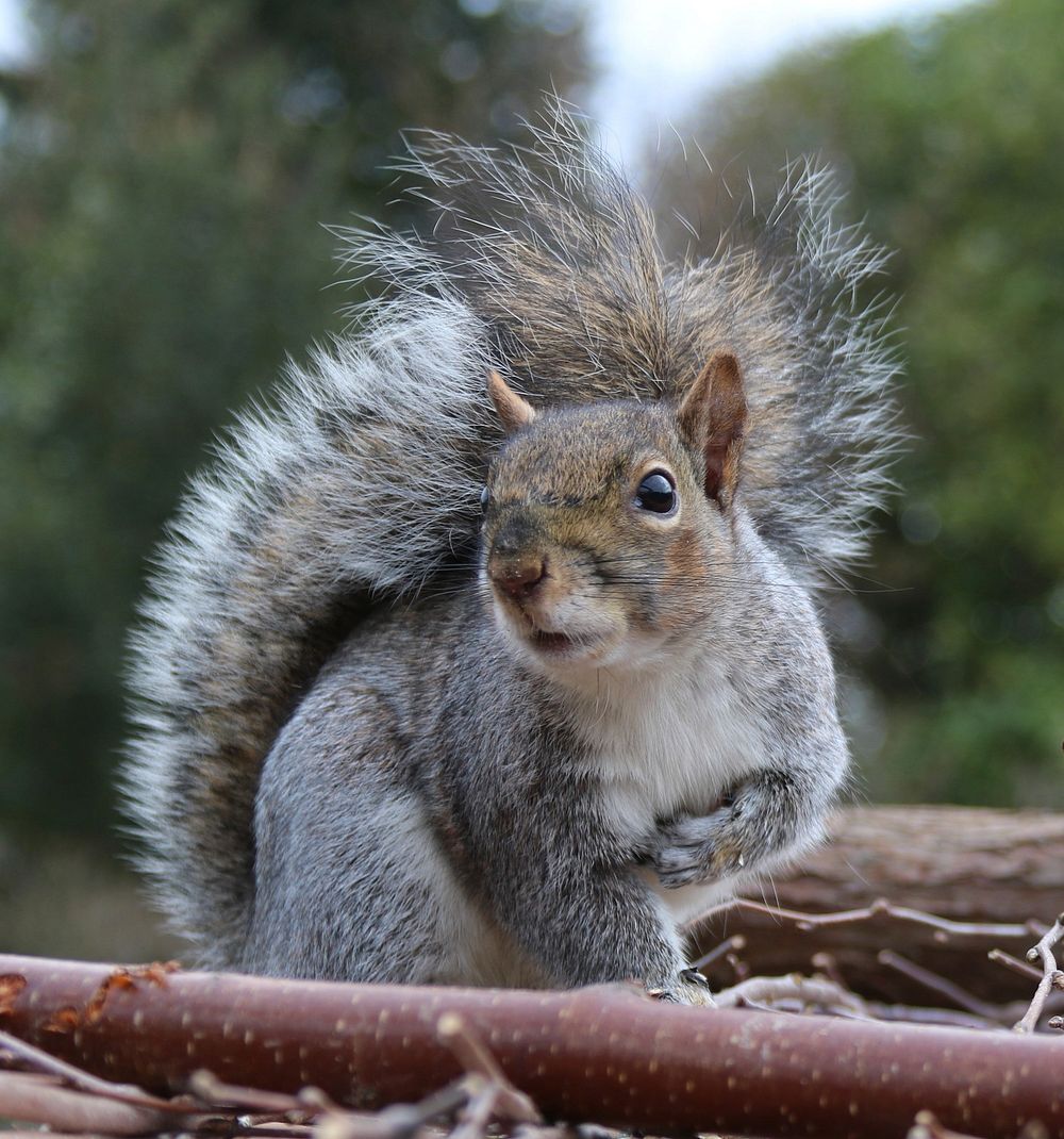 Wild squirrel background. Free public domain CC0 image.