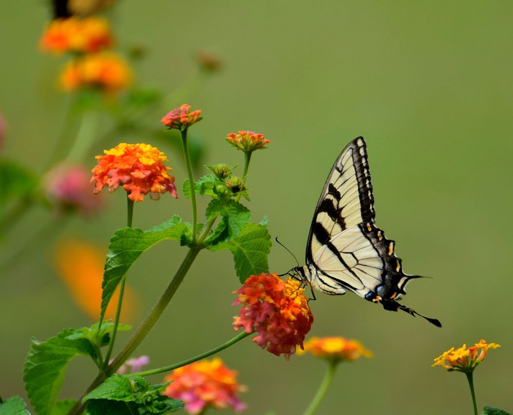 Butterfly on flower. Free public domain CC0 photo.