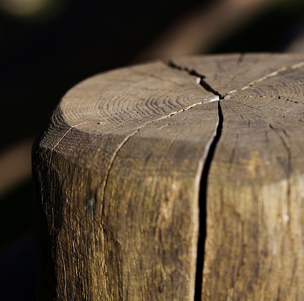 Tree stump. Free public domain CC0 photo.