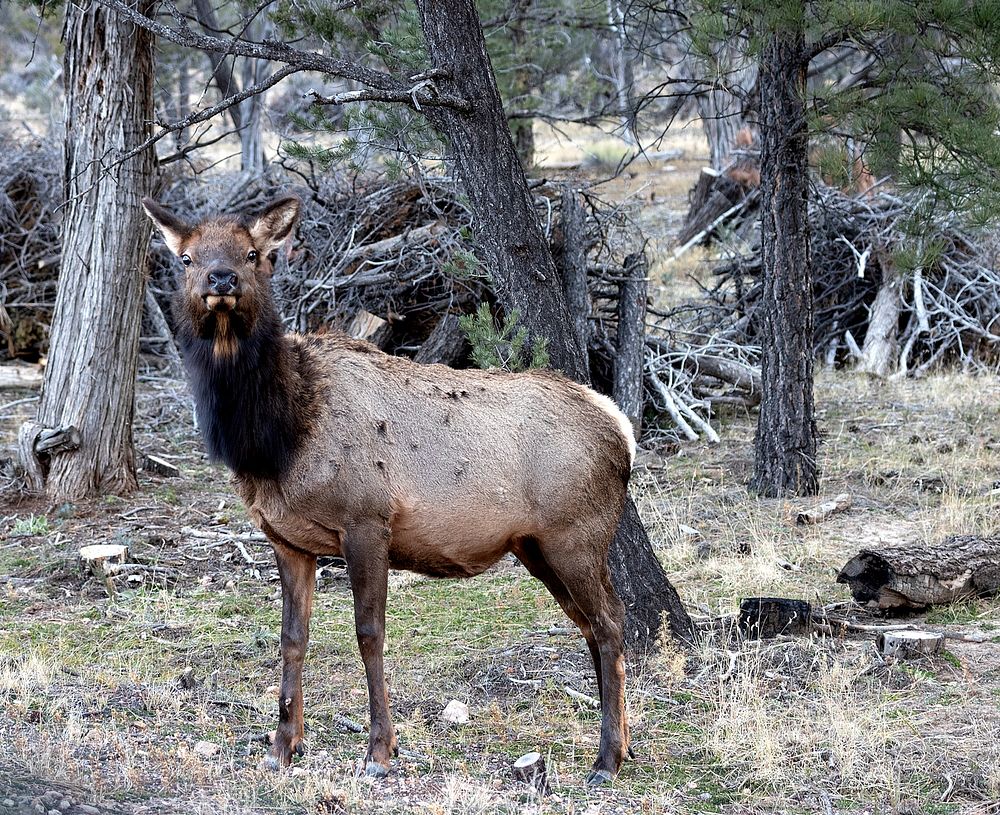 Elk, sometimes by the dozens at once, comfortably mingle with visitors along the roadways of Grand Canyon National Park in…