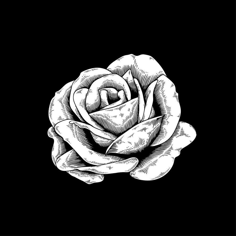 Rose drawing flower nature vector icon on black background