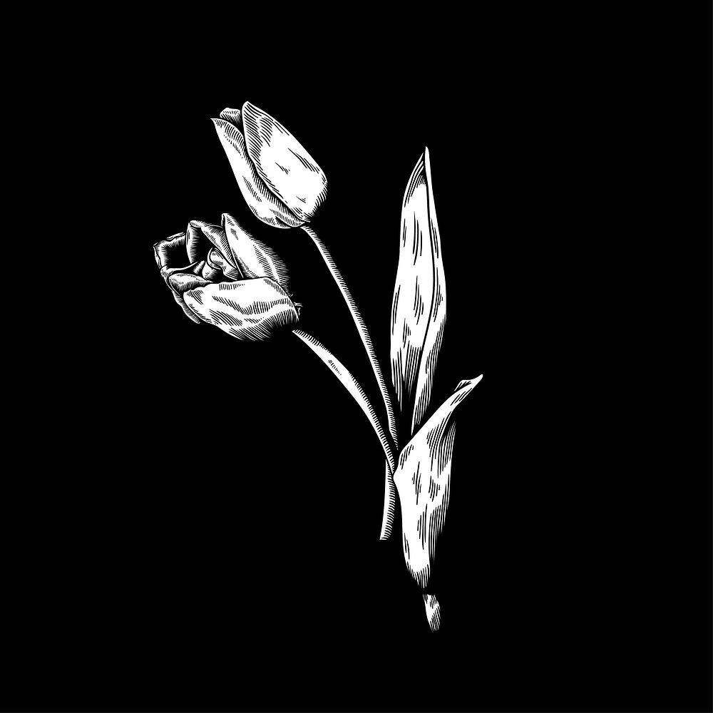 Tulip drawing flower nature vector icon on black background