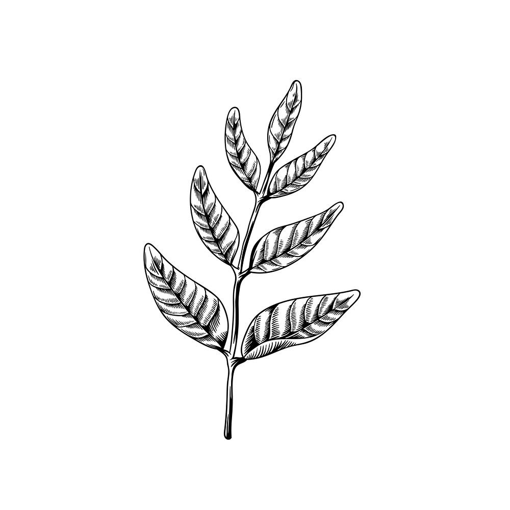 Leaves on branches drawing nature vector icon on white background
