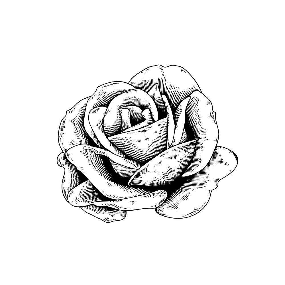 Rose drawing flower nature vector icon on white background