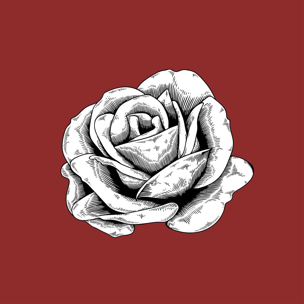 Rose drawing flower nature vector icon on red background