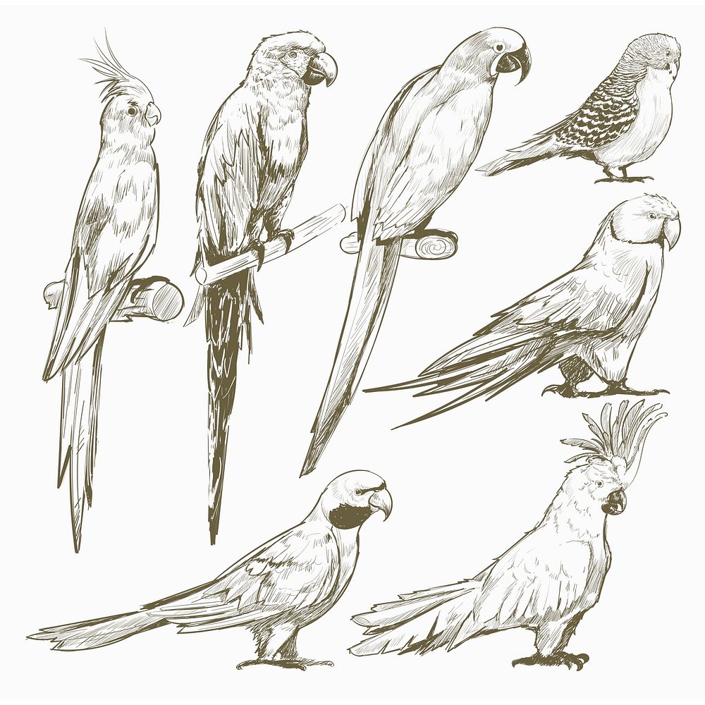 PARROT Bird Art Pencil Drawing Print Artwork Signed By Artist Gary Tymon  Sizes Ltd Ed 50 Prints Only Pencil Portrait | Bird Pencil Sketch |  suturasonline.com.br