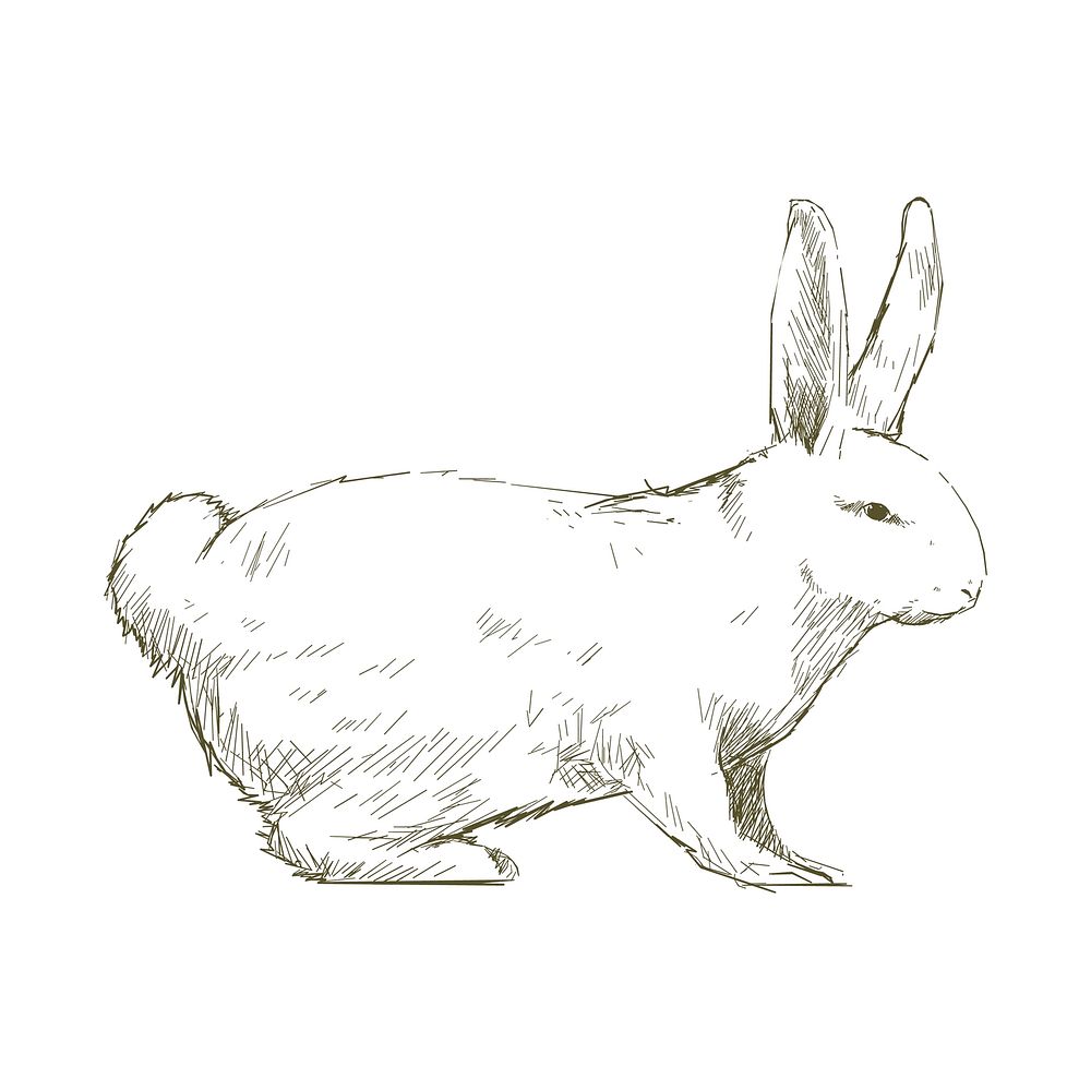 Illustration drawing style of rabbit