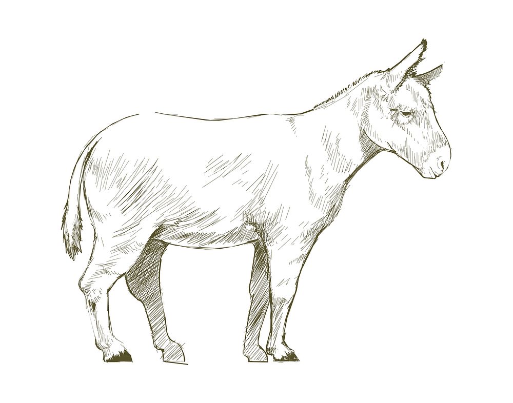 Illustration drawing style of donkey