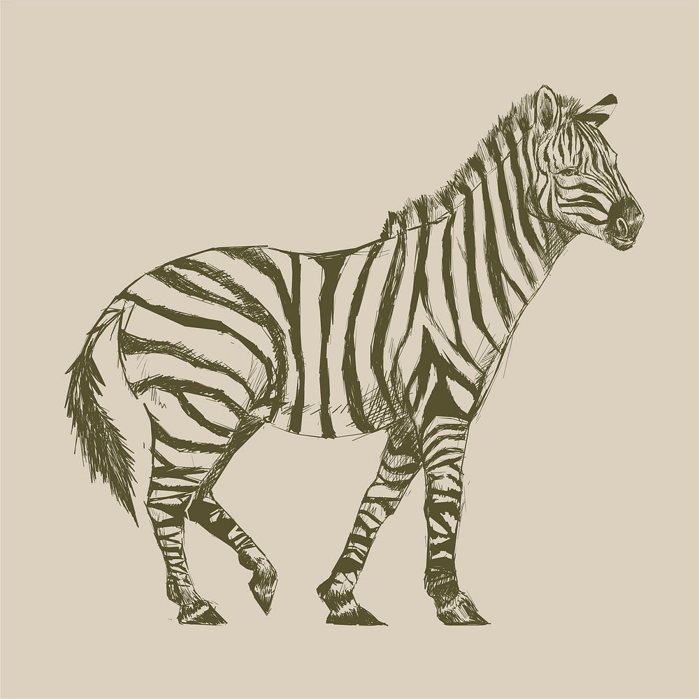 Illustration drawing style of zebra