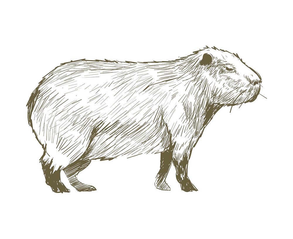 Illustration drawing style of rat