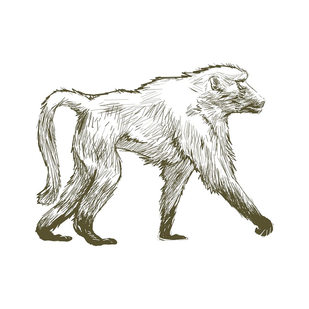 Illustration drawing style of monkey