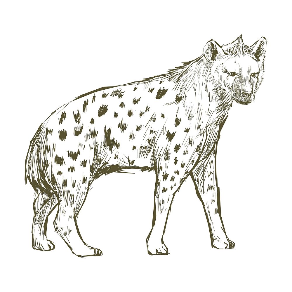Illustration drawing style of hyena