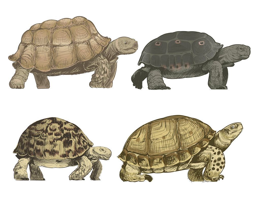 Illustration drawing style of turtle