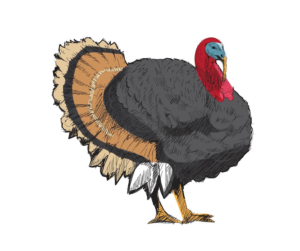 Illustration drawing style of turkey