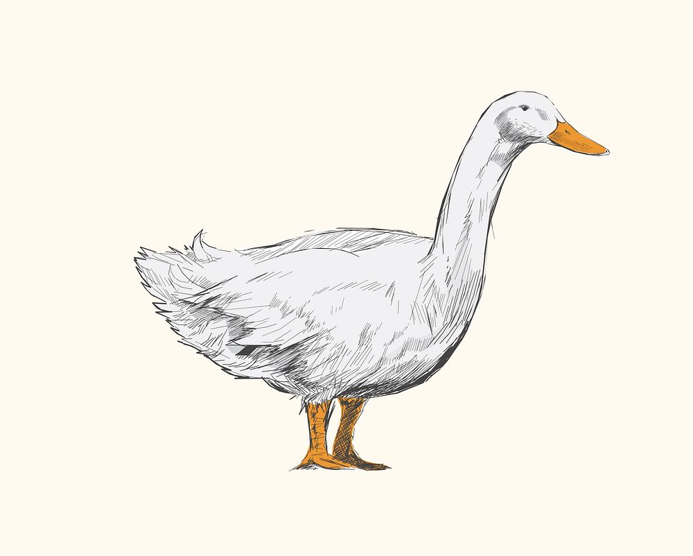 Illustration drawing style of duck