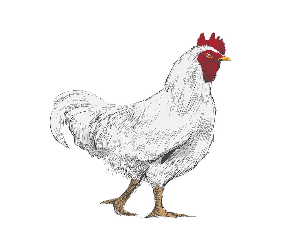 Illustration drawing style of chicken