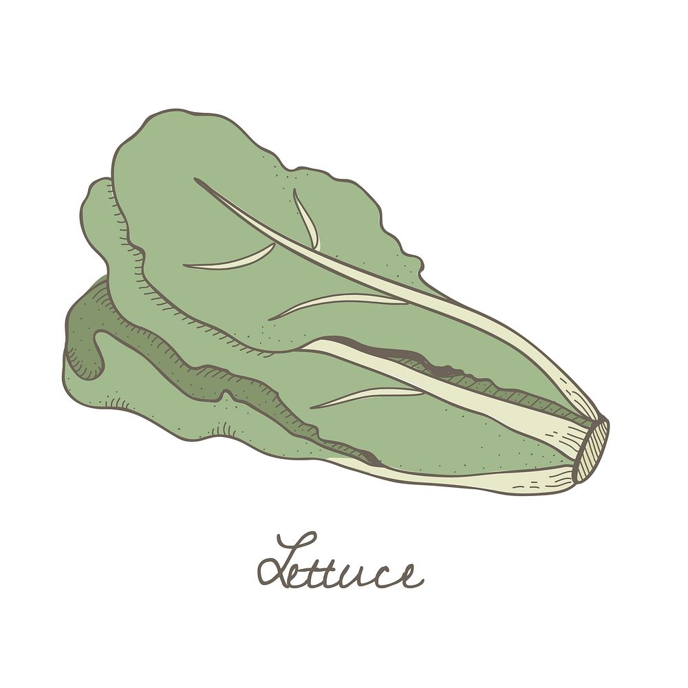 Vector of a lettuce