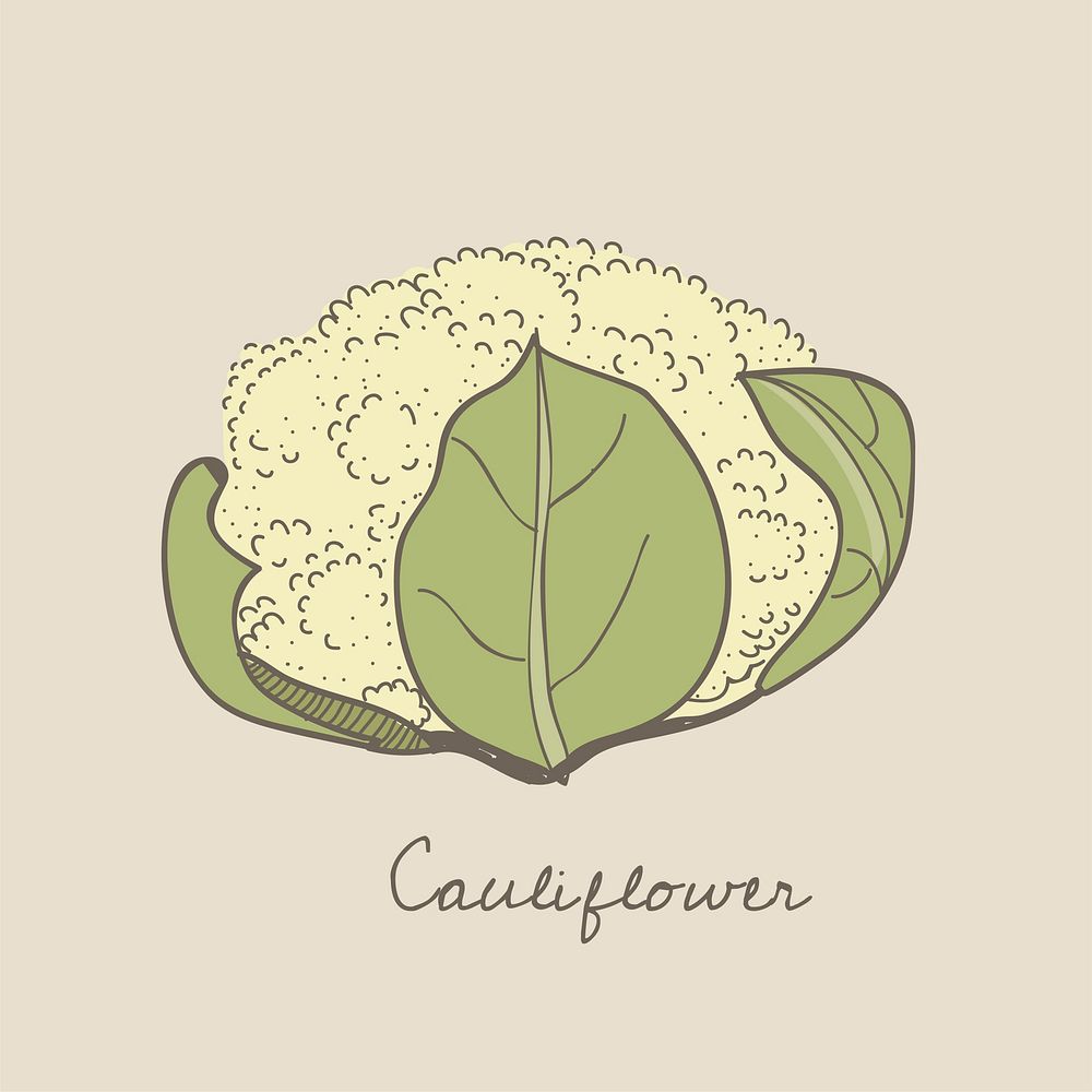 Vector of a cauliflower