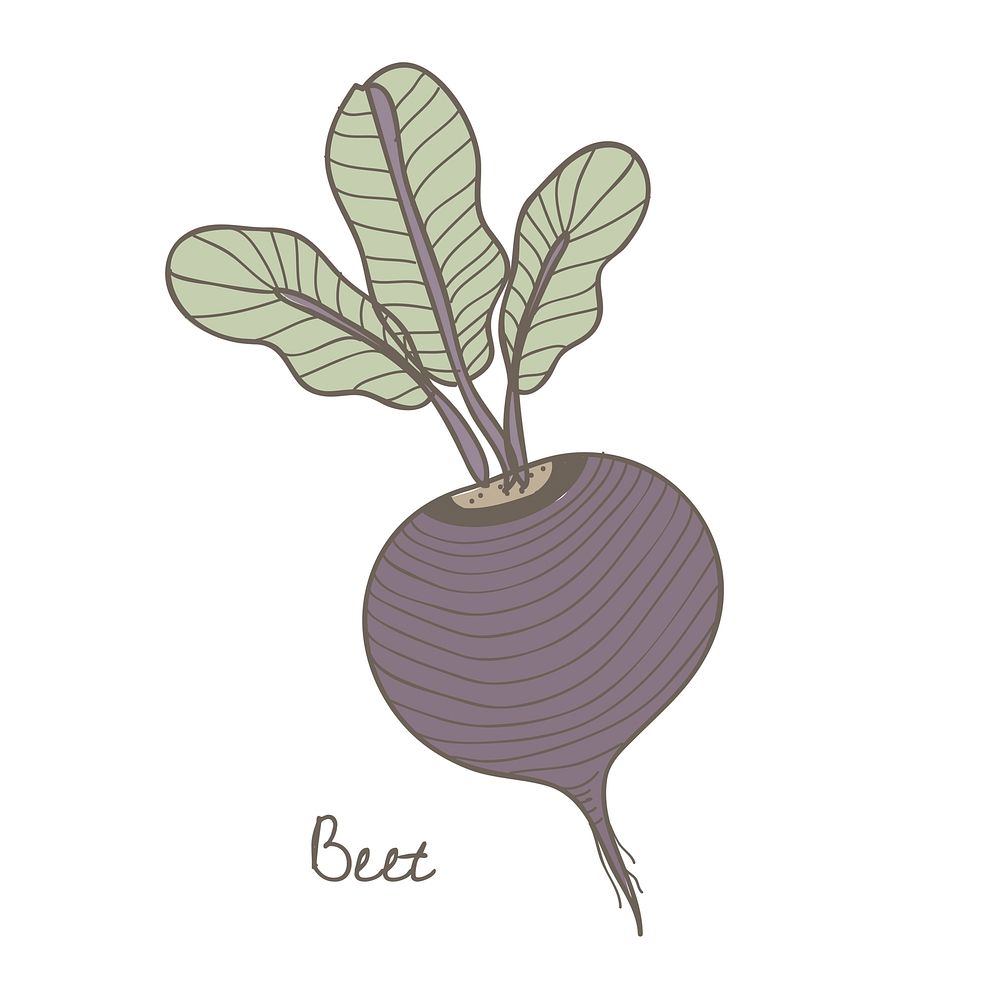 Vector of a beet