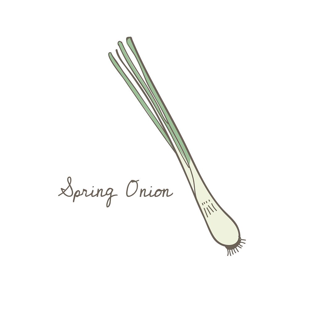 Vector of a spring onion