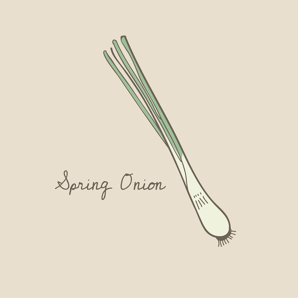 Vector of a spring onion