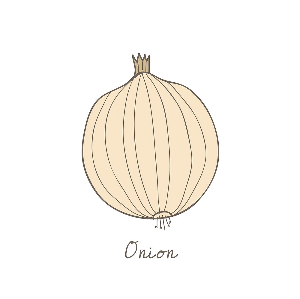 Vector of an onion