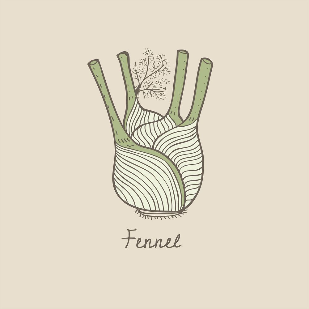 Vector of a fennel