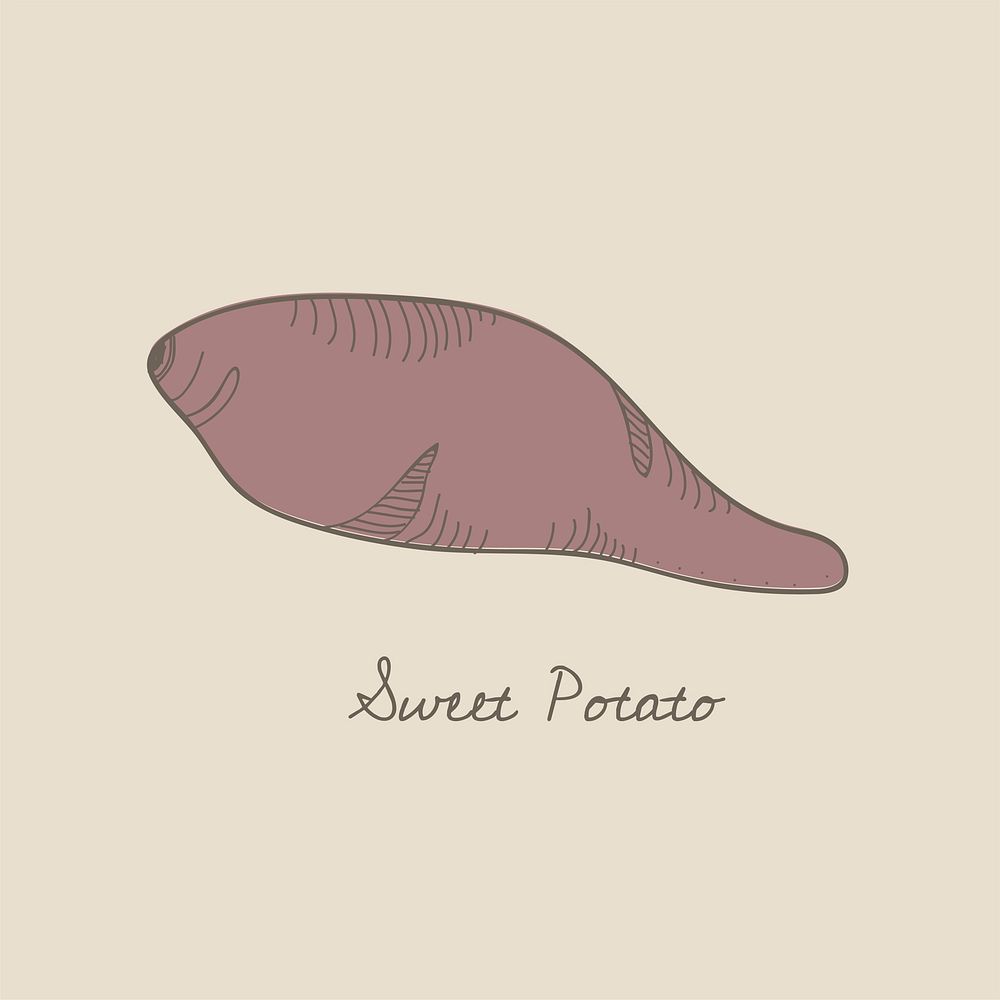 Vector of a sweet potato