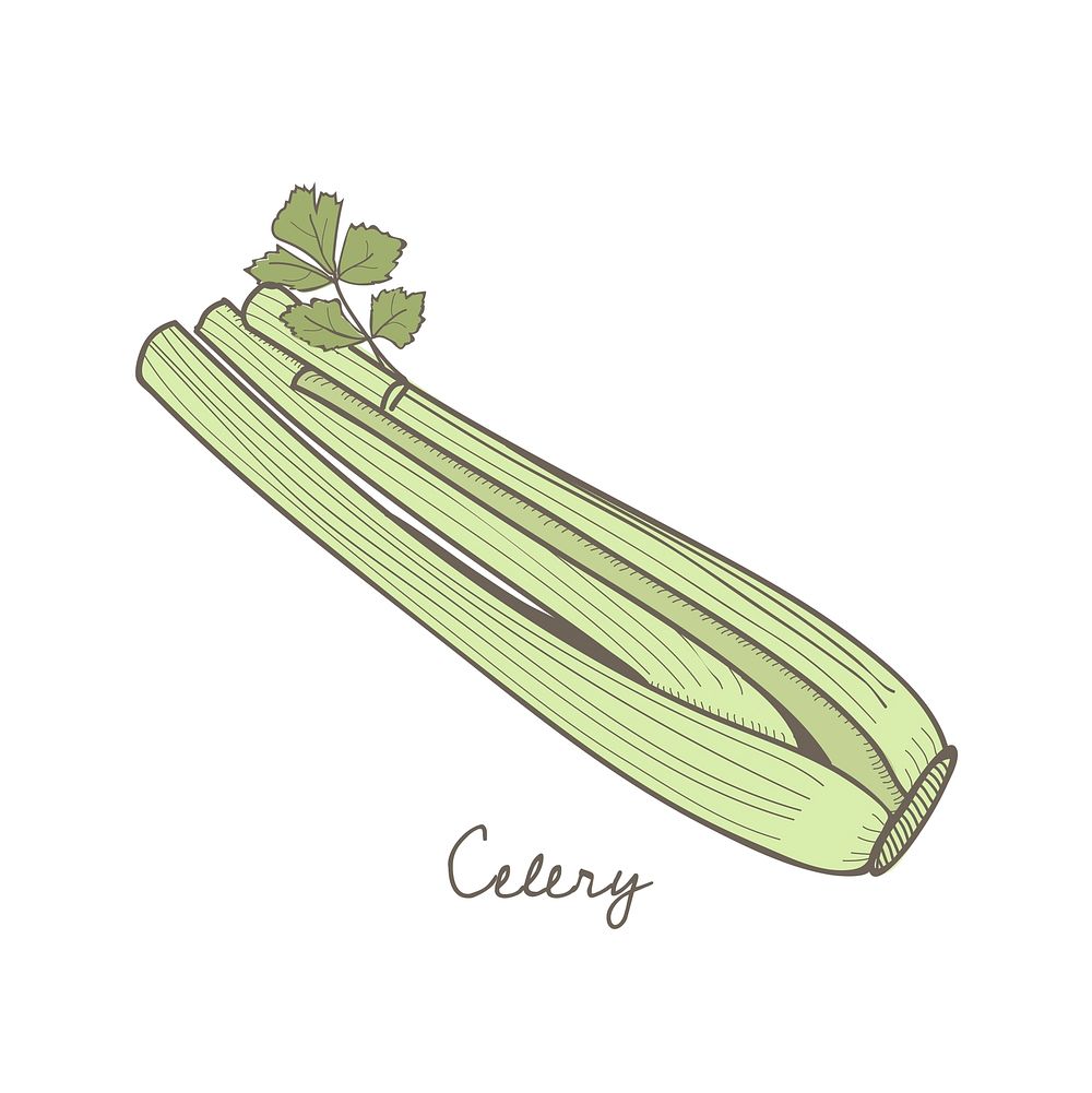 Vector of a celery