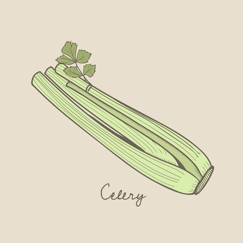 Vector of a celery