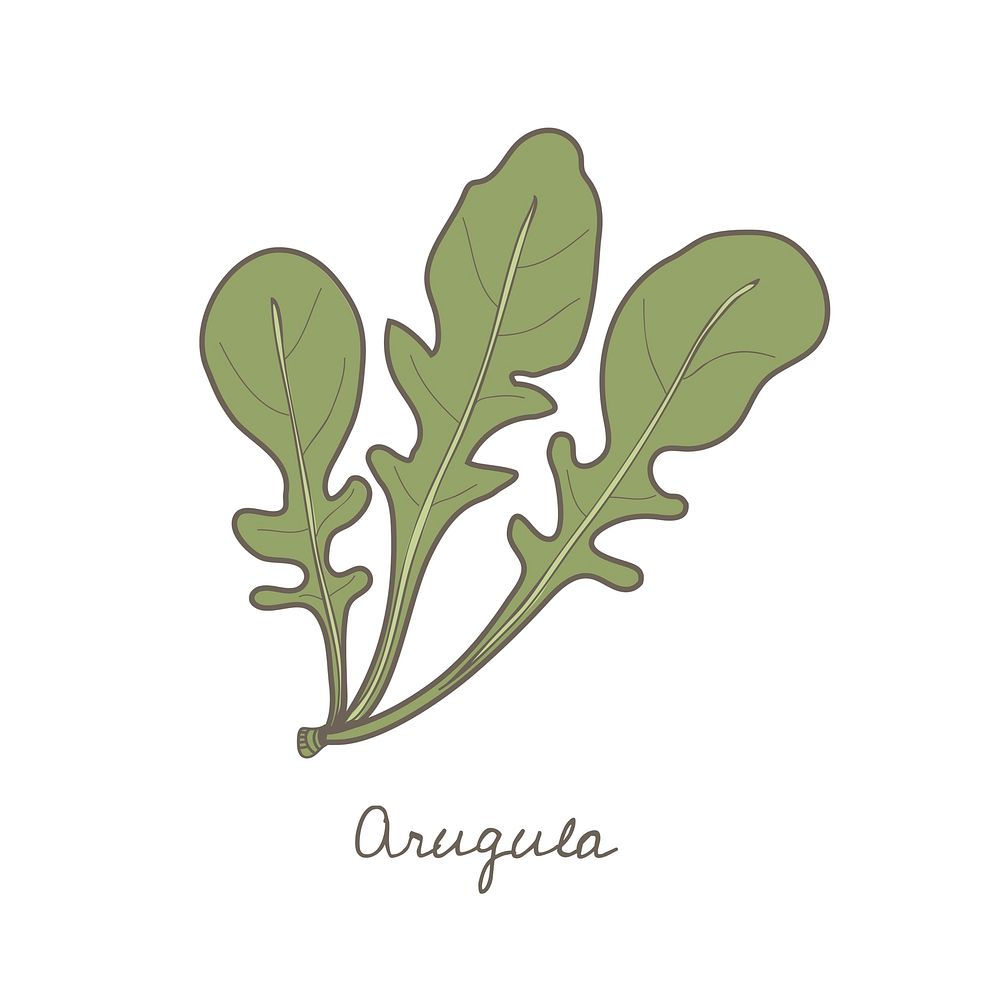 Vector of an arugula