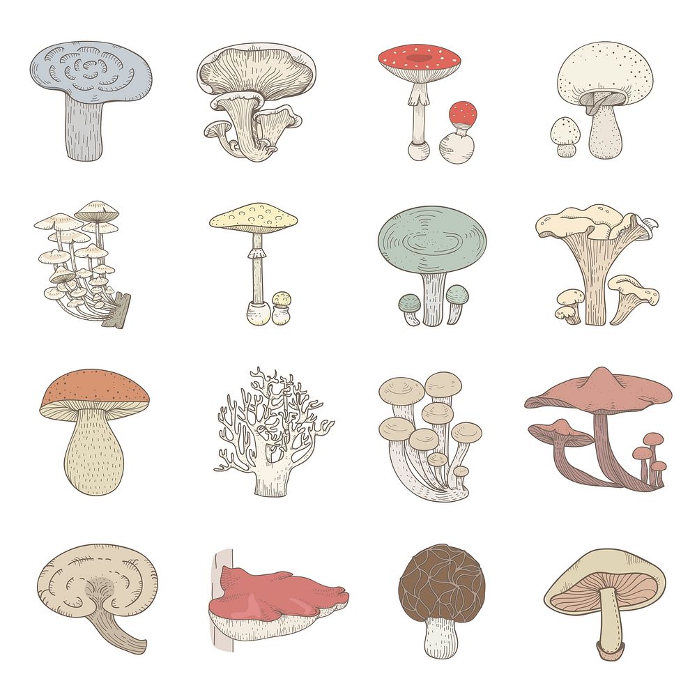 Vector of different kinds of mushrooms