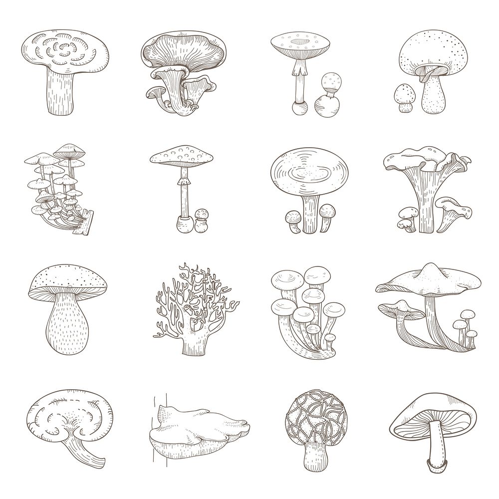 Vector of different kinds of mushrooms
