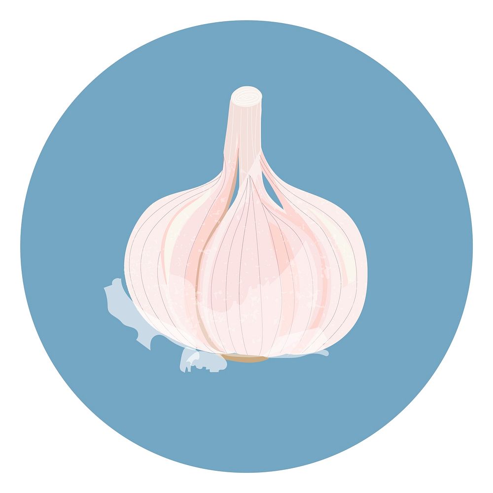 Vector of an onion