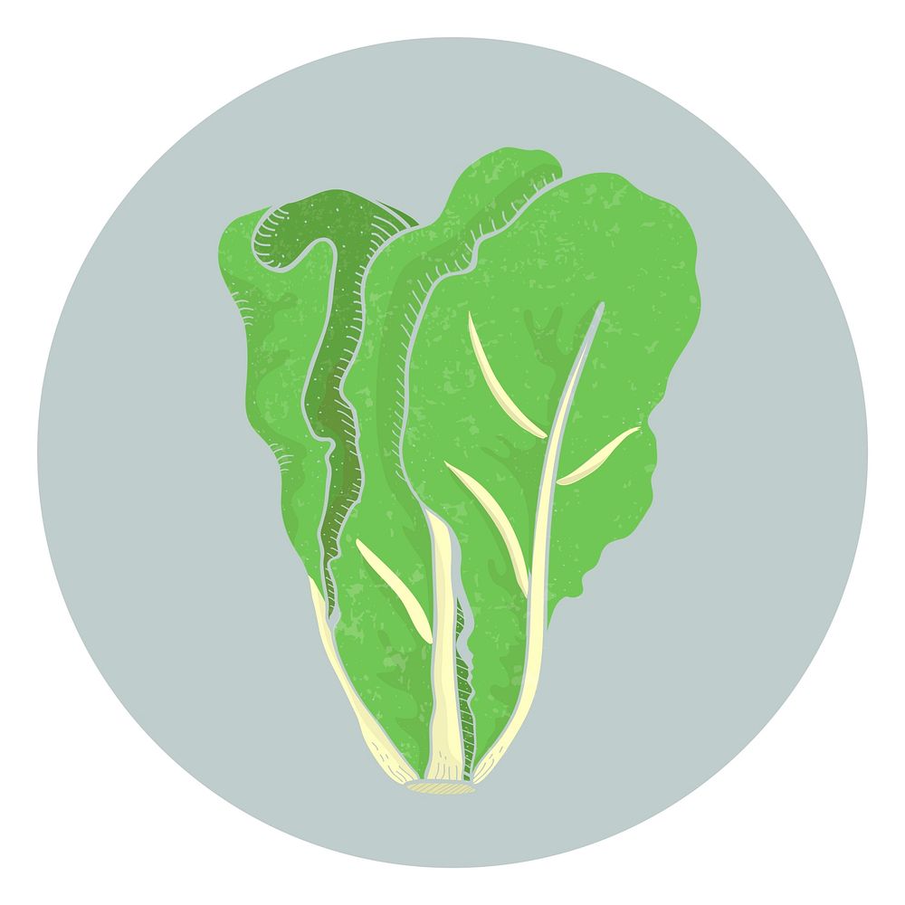 Vector of a lettuce