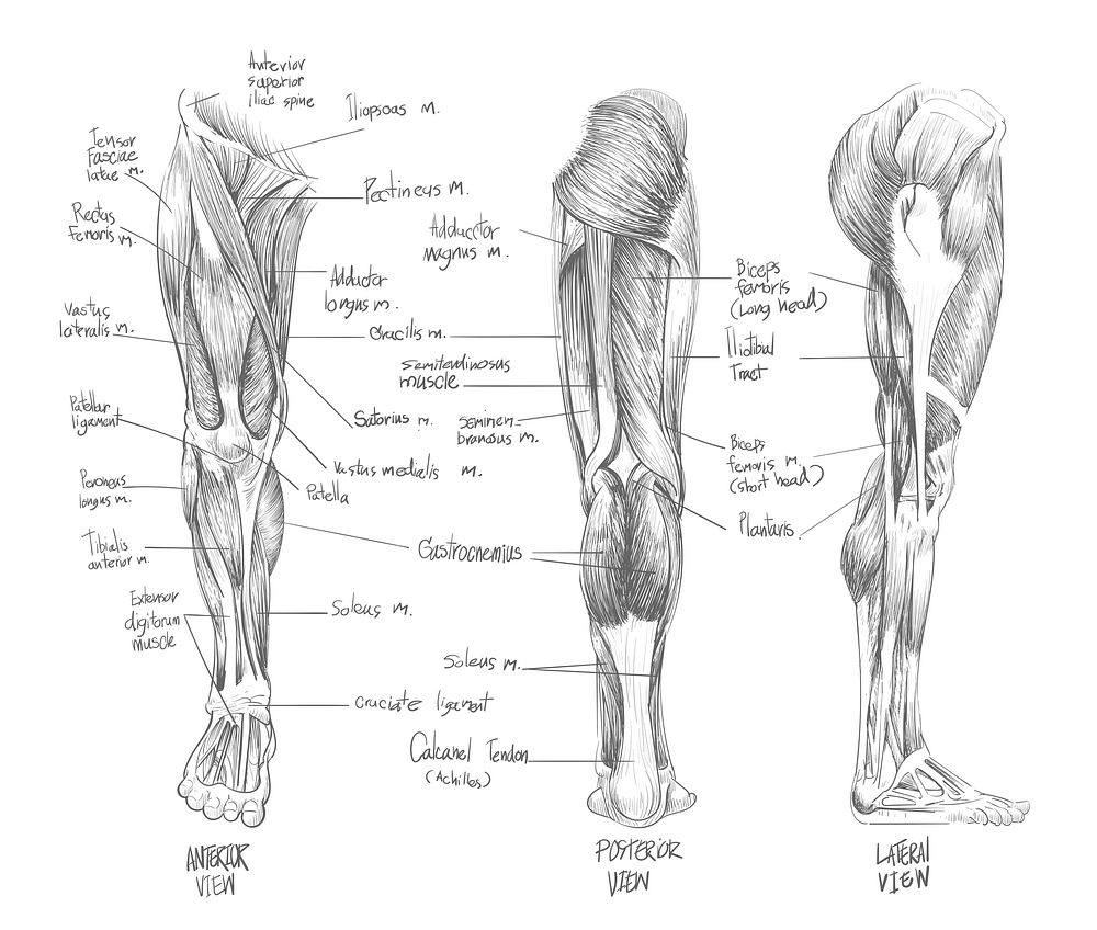 Sketch of Muscular system | Premium Vector - rawpixel