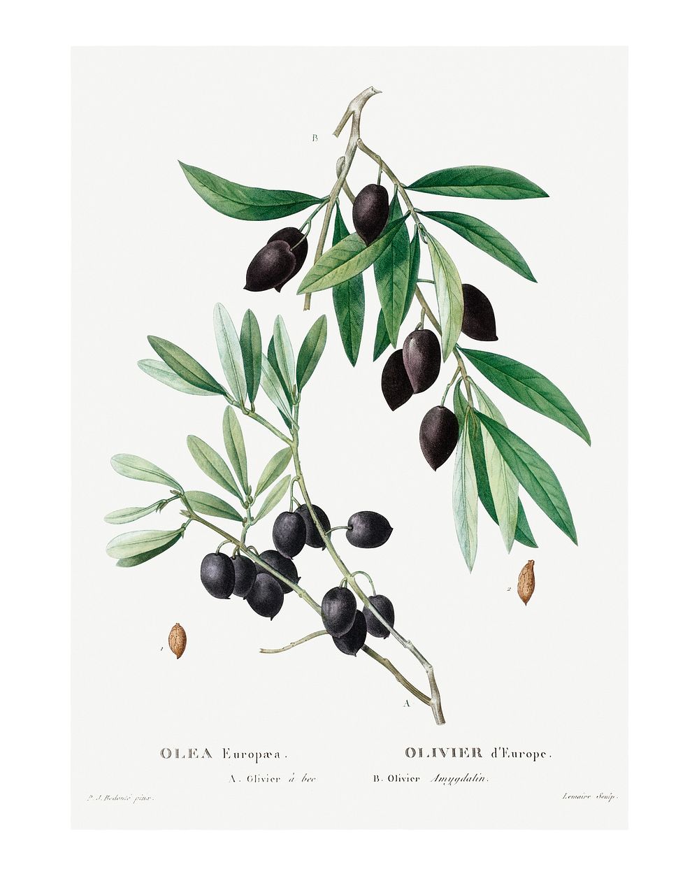 Redoute olive art print. Olive painting (1801&ndash;1819) by Pierre-Joseph Redout&eacute;. Original from the New York Public…