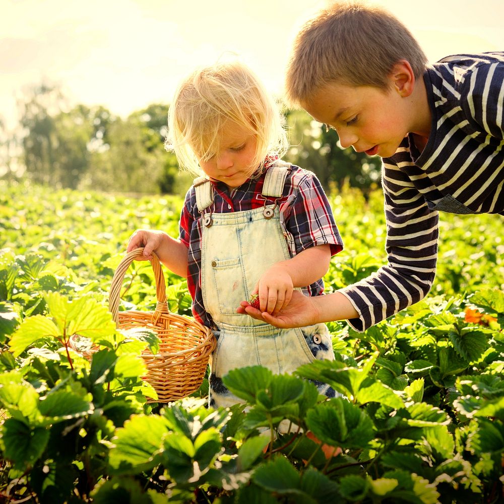 Boy picking strawberries in a field