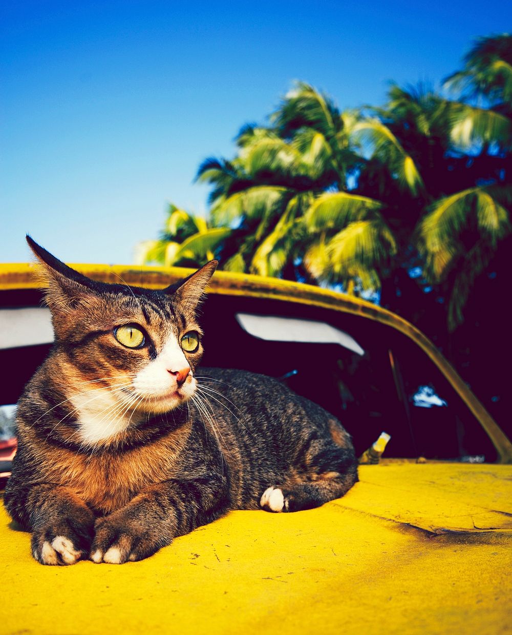 Cat relaxing on an old classic car