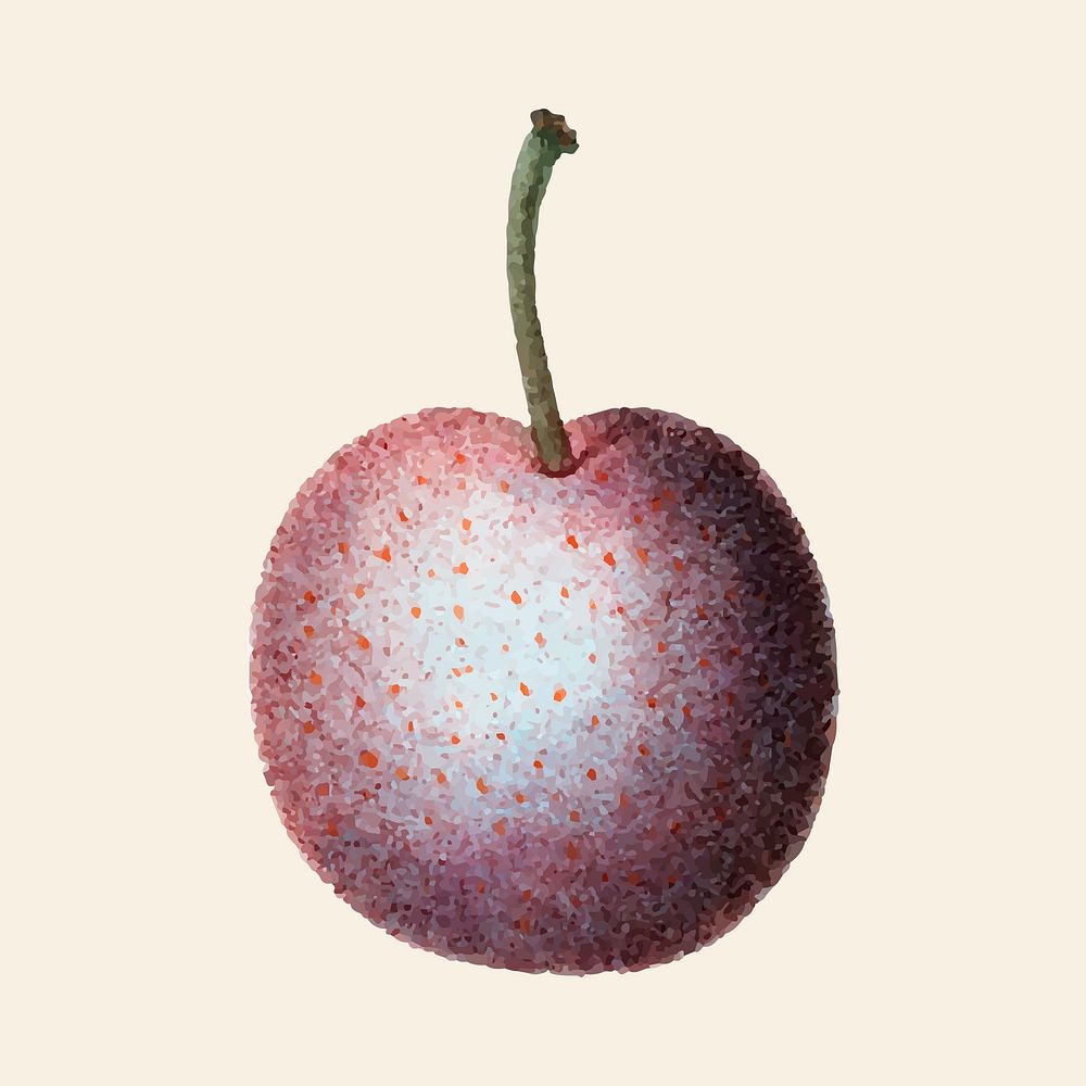 Vintage plum fruit hand drawn illustration