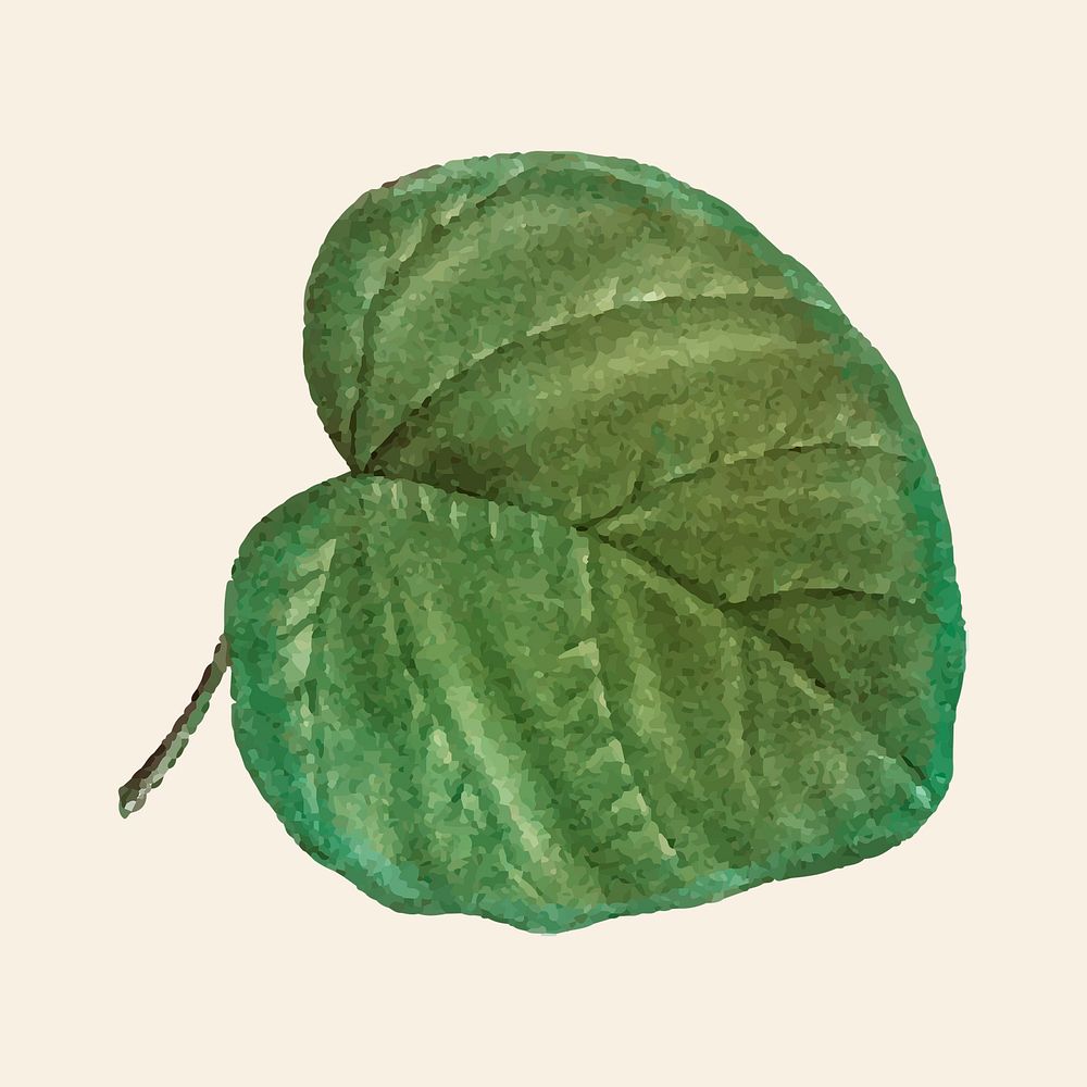 Hand drawn catalpa cordifolia leaf psd vintage foliage illustration