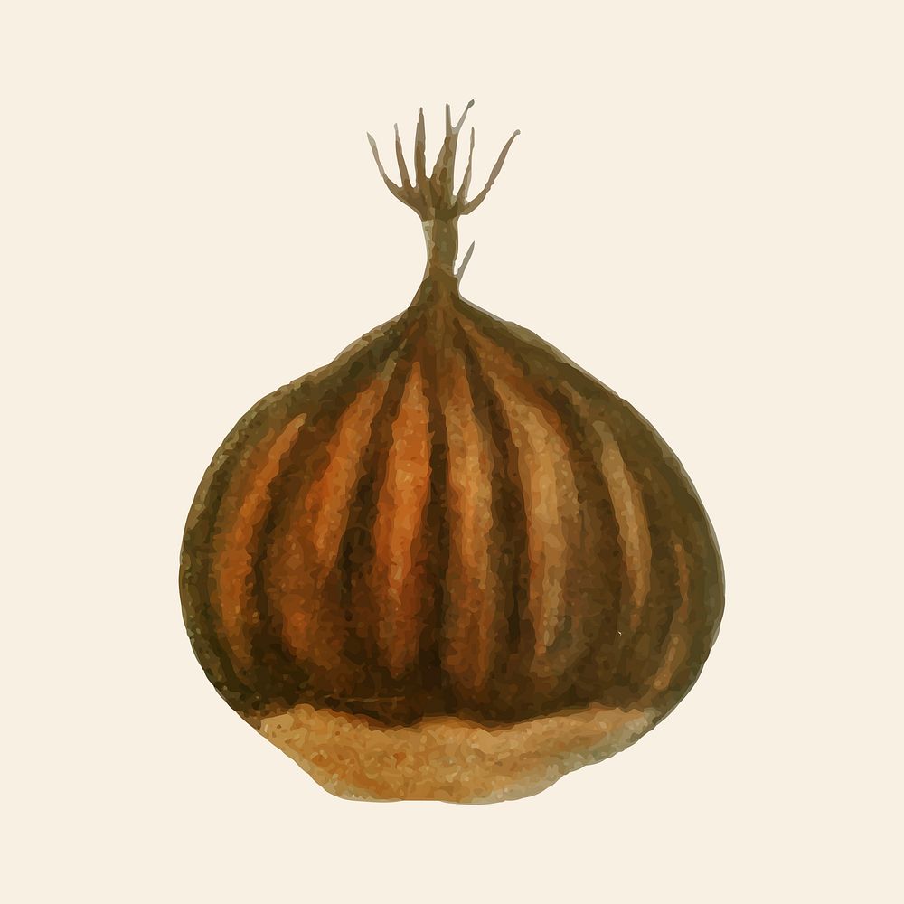 Vintage sweet chestnut fruit hand drawn illustration